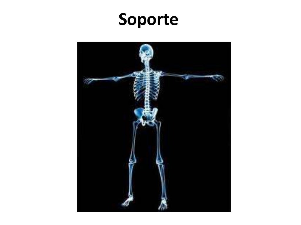 fisiología del sistema oseo