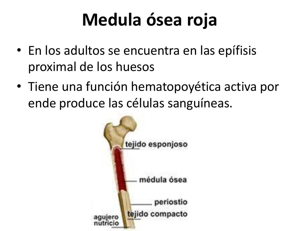 fisiología del sistema oseo