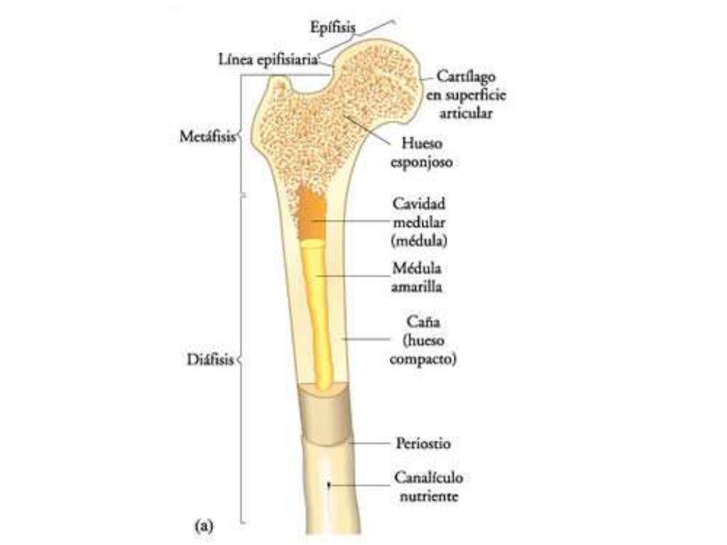 fisiología del sistema oseo