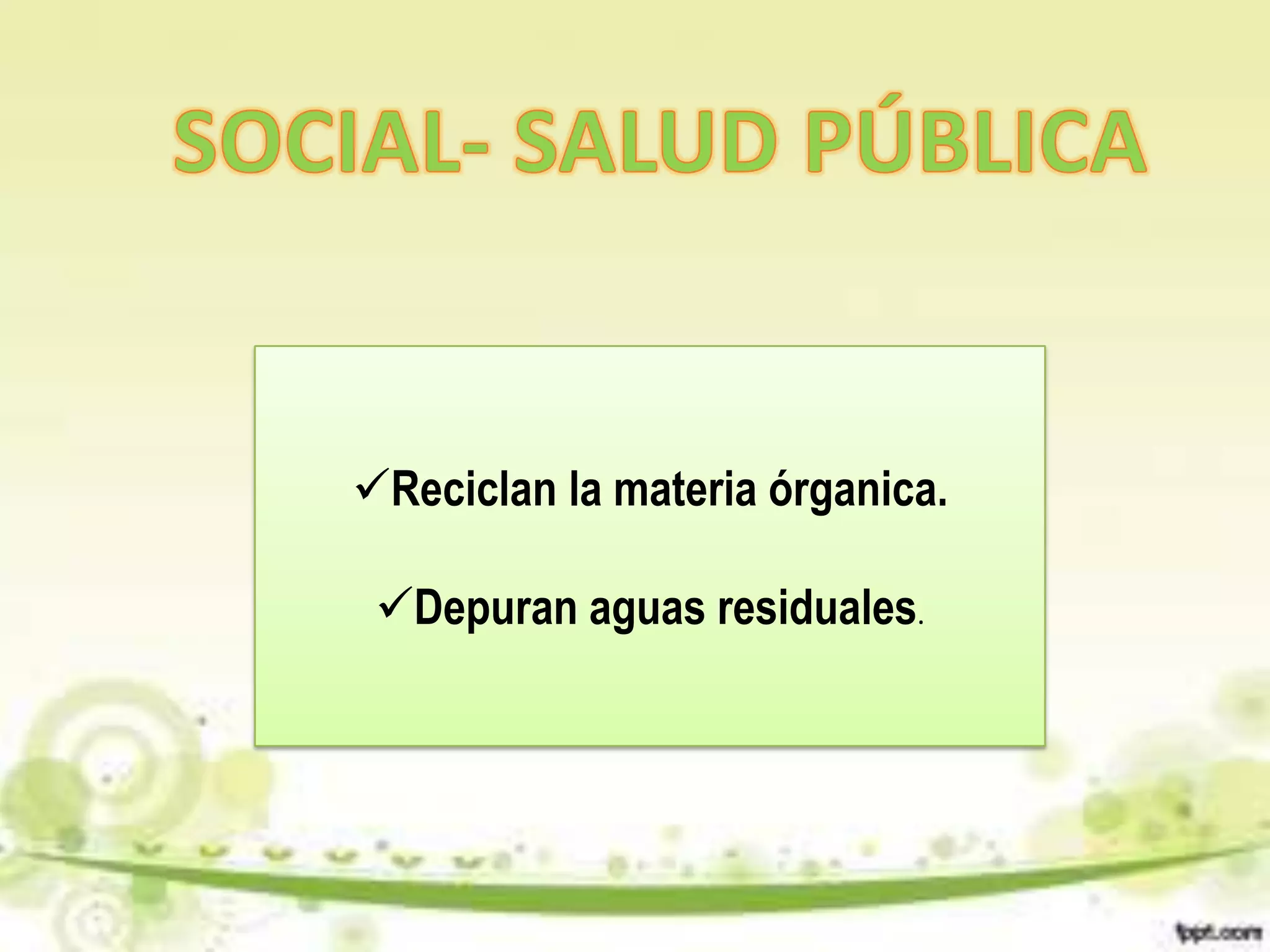 Reciclan la materia órganica.

 Depuran aguas residuales.
 