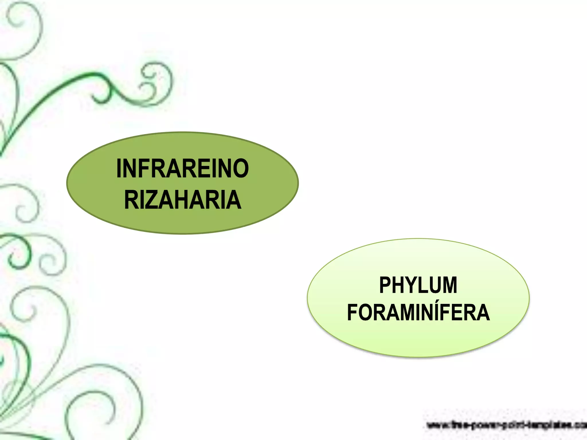 INFRAREINO
 RIZAHARIA


               PHYLUM
             FORAMINÍFERA
 