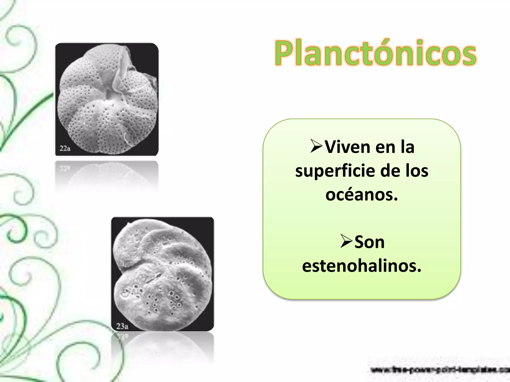 Viven en la
superficie de los
   océanos.

    Son
estenohalinos.
 