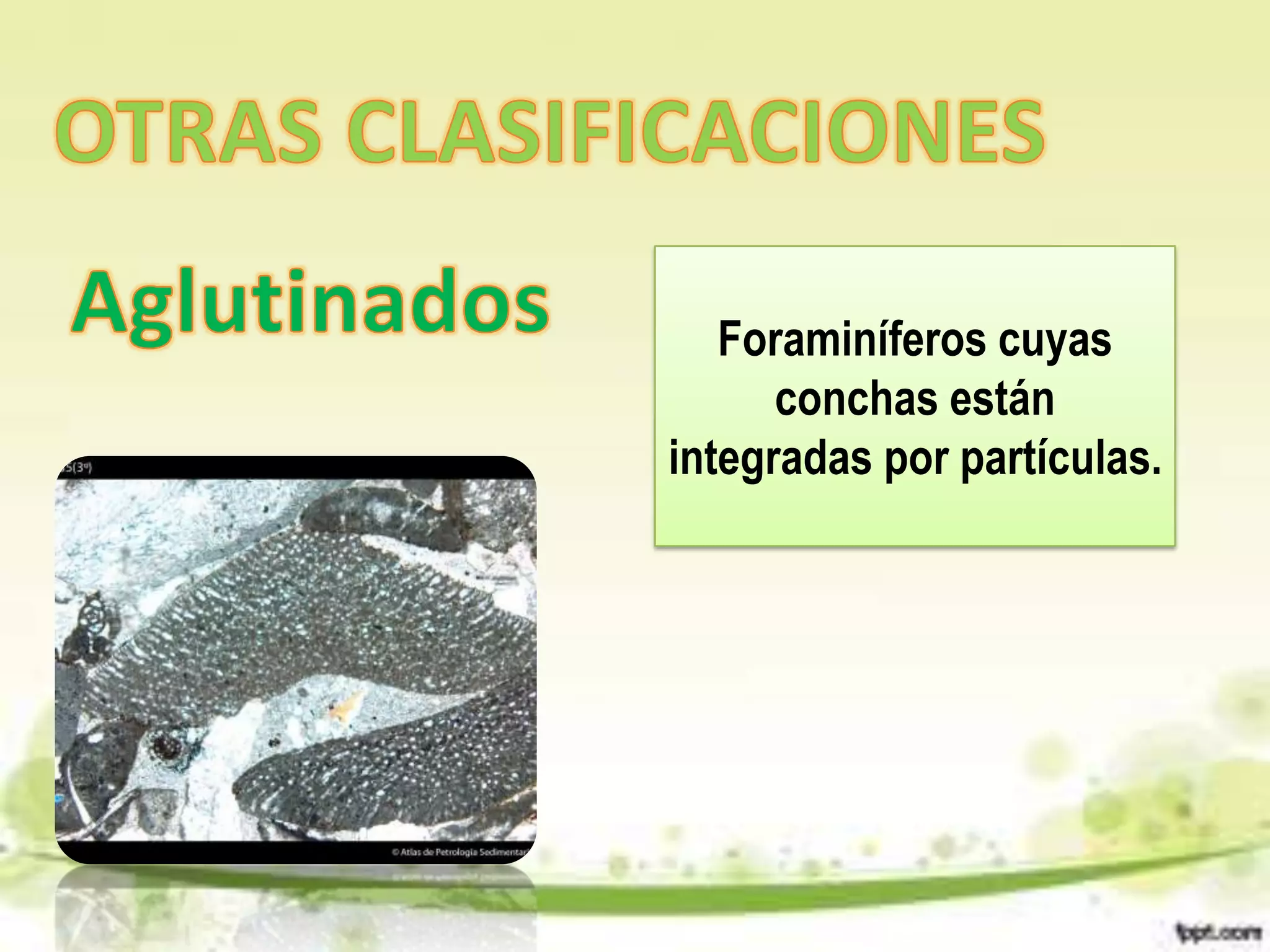 Foraminíferos cuyas
      conchas están
integradas por partículas.
 