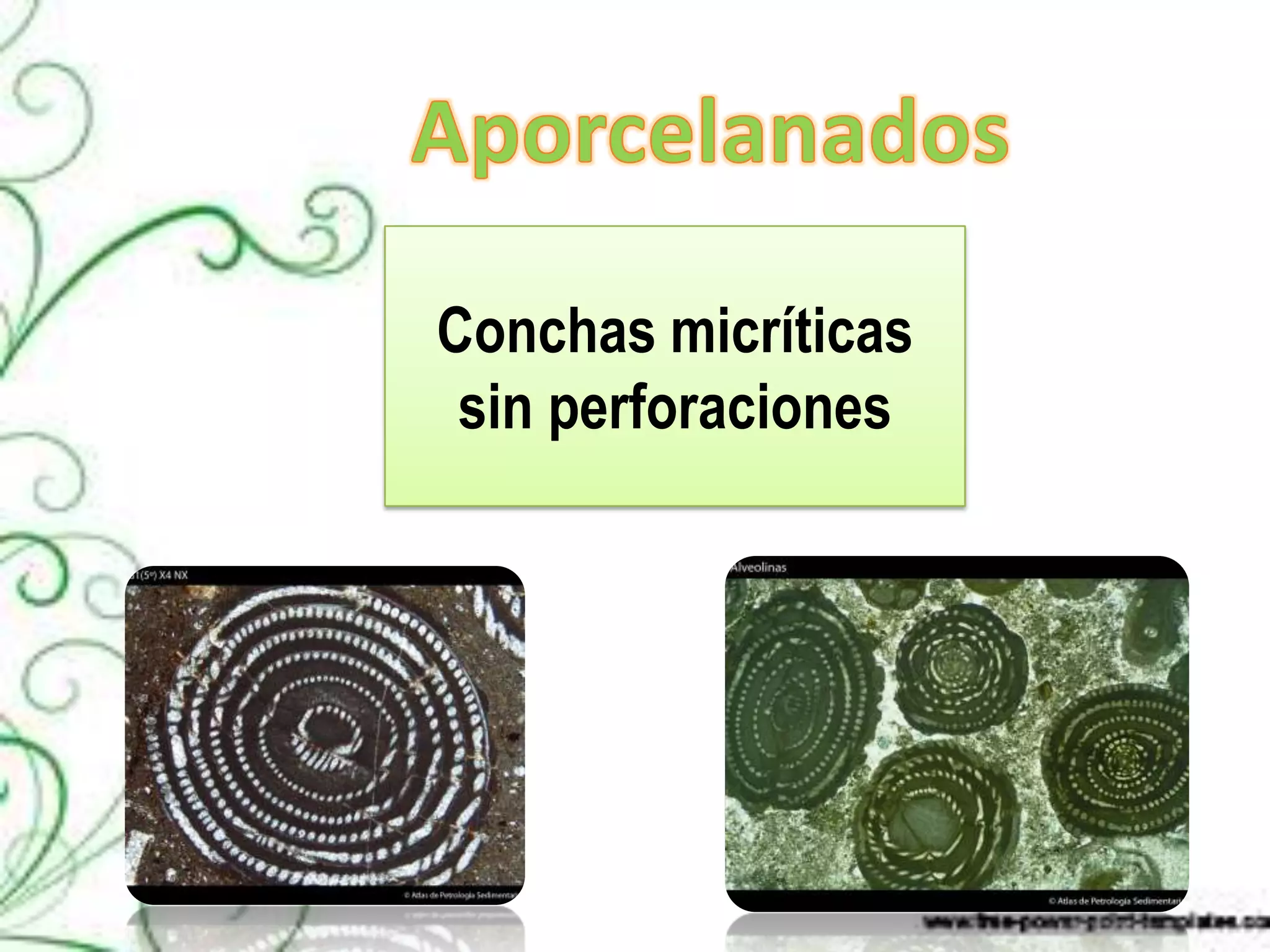 Conchas micríticas
 sin perforaciones
 