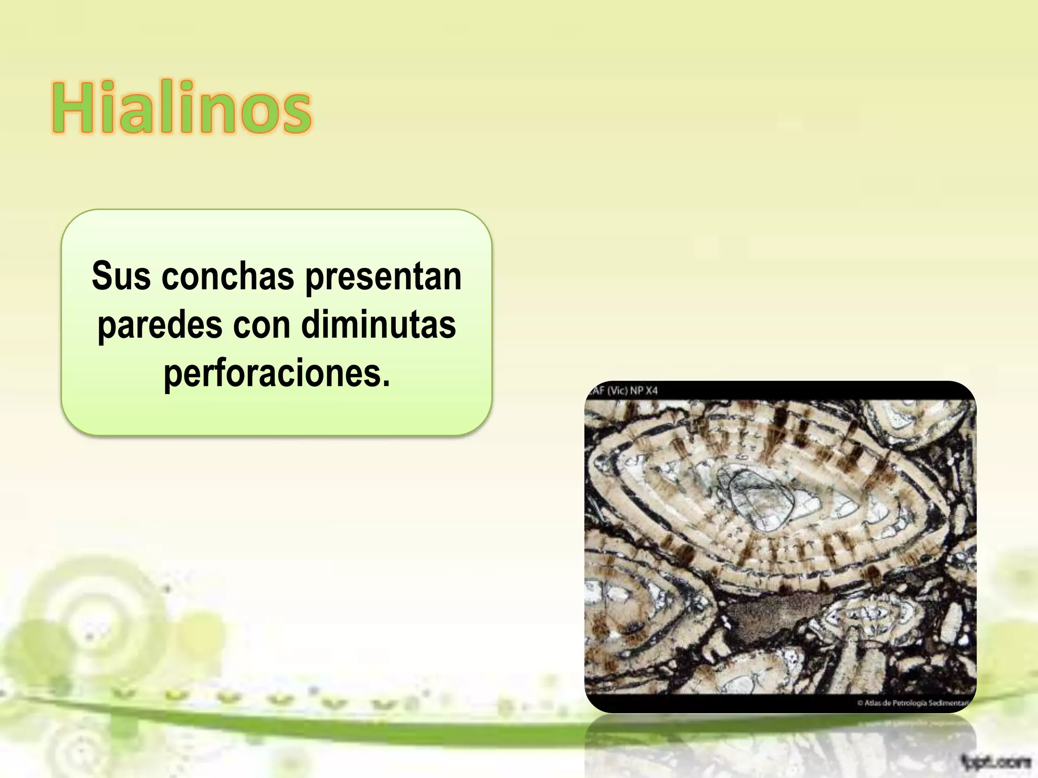 Sus conchas presentan
paredes con diminutas
    perforaciones.
 