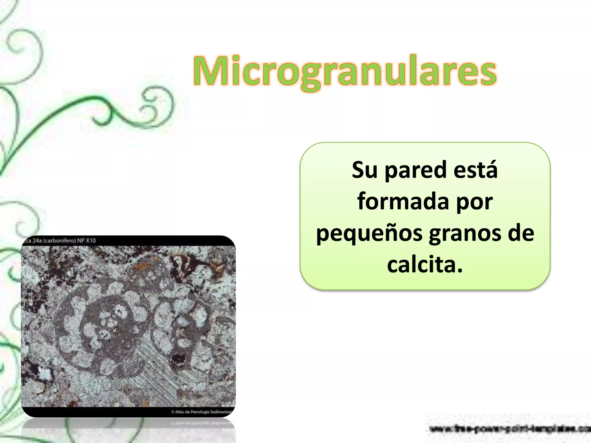 Su pared está
   formada por
pequeños granos de
      calcita.
 