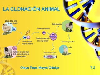 LA CLONACIÓN ANIMAL
Olaya Raza Mayra Odalys 7-2
 