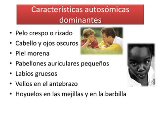 Características autosómicas
                dominantes
•   Pelo crespo o rizado
•   Cabello y ojos oscuros
•   Piel morena
•   Pabellones auriculares pequeños
•   Labios gruesos
•   Vellos en el antebrazo
•   Hoyuelos en las mejillas y en la barbilla
 