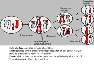 En la interfase se duplica el material genético.
En meiosis I los cromosomas homólogos se reparten en dos células hijas, se
produce el fenómeno de entrecruzamiento.
En meiosis II, al igual que en una mitosis, cada cromátida migra hacia un polo.
El resultado son 4 células hijas haploides
 