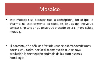 Mosaico
• Esta mutación se produce tras la concepción, por lo que la
  trisomía no está presente en todas las células del individuo
  con SD, sino sólo en aquellas que procede de la primera célula
  mutada.



• El porcentaje de células afectadas puede abarcar desde unas
  pocas a casi todas, según el momento en que se haya
  producido la segregación anómala de los cromosomas
  homólogos.
 