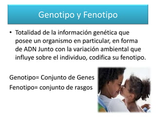 Genotipo y Fenotipo
• Totalidad de la información genética que
  posee un organismo en particular, en forma
  de ADN Junto con la variación ambiental que
  influye sobre el individuo, codifica su fenotipo.

Genotipo= Conjunto de Genes
Fenotipo= conjunto de rasgos
 