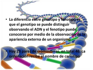 • La diferencia entre genotipo y fenotipo es
  que el genotipo se puede distinguir
  observando el ADN y el fenotipo puede
  conocerse por medio de la observación de la
  apariencia externa de un organismo

• Hay 23 pares de cromosomas, en total 46. La
  ordenación recibe el nombre de cariotipo
 