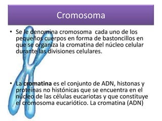 Cromosoma
• Se le denomina cromosoma cada uno de los
  pequeños cuerpos en forma de bastoncillos en
  que se organiza la cromatina del núcleo celular
  durante las divisiones celulares.



• La cromatina es el conjunto de ADN, histonas y
  proteínas no histónicas que se encuentra en el
  núcleo de las células eucariotas y que constituye
  el cromosoma eucariótico. La cromatina (ADN)
 