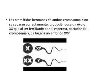 • Las cromátidas hermanas de ambos cromosoma X no
  se separan correctamente, produciéndose un óvulo
  XX que al ser fertilizado por el esperma, portador del
  cromosoma Y, da lugar a un embrión XXY
 