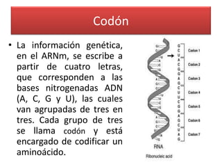 Codón
• La información genética,
  en el ARNm, se escribe a
  partir de cuatro letras,
  que corresponden a las
  bases nitrogenadas ADN
  (A, C, G y U), las cuales
  van agrupadas de tres en
  tres. Cada grupo de tres
  se llama codón y está
  encargado de codificar un
  aminoácido.
 