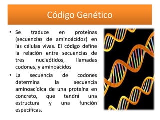 Código Genético
• Se     traduce       en    proteínas
  (secuencias de aminoácidos) en
  las células vivas. El código define
  la relación entre secuencias de
  tres     nucleótidos,       llamadas
  codones, y aminoácidos
• La    secuencia       de     codones
  determina         la       secuencia
  aminoacídica de una proteína en
  concreto,     que      tendrá    una
  estructura     y      una     función
  específicas.
 
