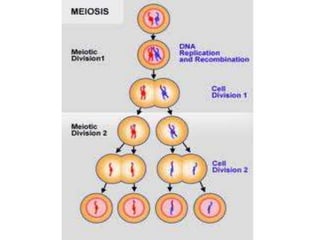 Mosaico
• Esta mutación se produce tras la concepción, por lo que la
  trisomía no está presente en todas las células del ...