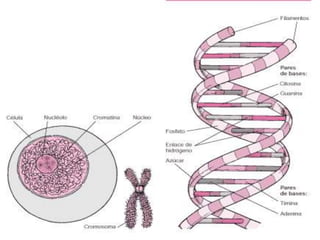 Codón
• La información genética,
  en el ARNm, se escribe a
  partir de cuatro letras,
  que corresponden a las
  bases ni...