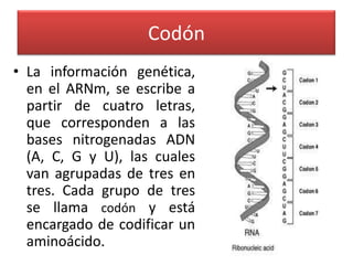 Código Genético
• Se     traduce       en    proteínas
  (secuencias de aminoácidos) en
  las células vivas. El código def...