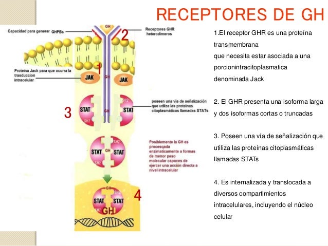 Sobre la cabeza del miembro había pequeño unos puntos rojos
