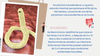 NEMATODOS | PDF