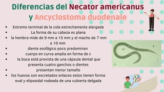 Extremo terminal de la cola estrechamente alargada
La forma de su cabeza es plana
la hembra mide de 9 mm a 15 mm y el macho de 7 mm
a 10 mm
diente esofágico poco predominan
cuerpo en curva amplia en forma de c
la boca está provista de una cápsula dental que
presenta cuatro ganchos o dientes
presentan menor tamaño
los huevos son excretados enlaces estos tienen forma
oval y elipsoidal rodeada de una cubierta delgada
Diferencias del Necator americanus
y Ancyclostoma duodenale
 