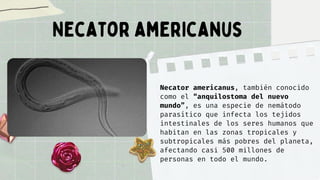 Necator americanus, también conocido
como el “anquilostoma del nuevo
mundo”, es una especie de nemátodo
parasítico que infecta los tejidos
intestinales de los seres humanos que
habitan en las zonas tropicales y
subtropicales más pobres del planeta,
afectando casi 500 millones de
personas en todo el mundo.
Necator americanus
 