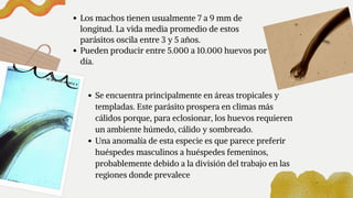 Se encuentra principalmente en áreas tropicales y

templadas. Este parásito prospera en climas más

cálidos porque, para eclosionar, los huevos requieren

un ambiente húmedo, cálido y sombreado.
Una anomalía de esta especie es que parece preferir

huéspedes masculinos a huéspedes femeninos,

probablemente debido a la división del trabajo en las

regiones donde prevalece
Los machos tienen usualmente 7 a 9 mm de

longitud. La vida media promedio de estos

parásitos oscila entre 3 y 5 años.
Pueden producir entre 5.000 a 10.000 huevos por

día.
 