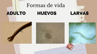 Formas de vida
ADULTO HUEVOS LARVAS
 