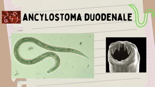 ancylostoma duodenale
 