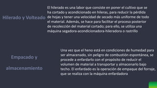 Hilerado y Volteado
Empacado y
almacenamiento
El hilerado es una labor que consiste en poner el cultivo que se
ha cortado y acondicionado en hileras, para reducir la pérdida
de hojas y tener una velocidad de secado más uniforme de todo
el material. Además, se hace para facilitar el proceso posterior
de recolección del material cortado; para ello, se utiliza una
máquina segadora-acondicionadora-hileradora o rastrillo
Una vez que el heno está en condiciones de humedad para
ser almacenado, sin peligro de combustión espontánea, se
procede a enfardarlo con el propósito de reducir el
volumen de material a transportar y almacenarlo bajo
techo. El enfardado es la operación de empaque del forraje,
que se realiza con la máquina enfardadora
 
