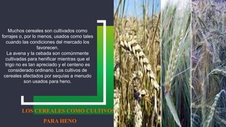9
LOS CEREALES COMO CULTIVOS
PARA HENO
Muchos cereales son cultivados como
forrajes o, por lo menos, usados como tales
cuando las condiciones del mercado los
favorecen.
La avena y la cebada son comúnmente
cultivadas para henificar mientras que el
trigo no es tan apreciado y el centeno es
considerado ordinario. Los cultivos de
cereales afectados por sequías a menudo
son usados para heno.
 