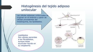 Las células adiposas unilocurales se
originan en el embrión a partir de
células procedentes del
mesénquima, los lipoblastos.
Histogénesis del tejido adiposo
unilocular
Lipoblastos
Son células parecidas
a los fibroblastos,
aunque éstas
acumulan liquido en
su citoplasma.
 