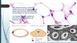 Sus células tienen un tamaño
menor que la de los adipocitos del
tejido convencional y su principal
característica es que es poligonal.
Su citoplasma esta repleto de
pequeñas gotitas lipídicas de
diversos tamaños.
 