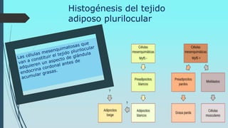 Histogénesis del tejido
adiposo plurilocular
 