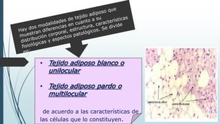 • Tejido adiposo blanco o
unilocular
• Tejido adiposo pardo o
multilocular
de acuerdo a las características de
las células que lo constituyen.
 