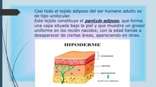 Casi todo el tejido adiposo del ser humano adulto es
de tipo unilocular.
Este tejido constituye el panículo adiposo, que forma
una capa situada bajo la piel y que muestra un grosor
uniforme en los recién nacidos; con la edad tiende a
desaparecer de ciertas áreas, apareciendo en otras.
 