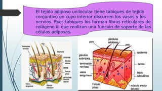 El tejido adiposo unilocular tiene tabiques de tejido
conjuntivo en cuyo interior discurren los vasos y los
nervios. Esos tabiques los forman fibras reticulares de
colágeno iii que realizan una función de soporte de las
células adiposas.
 