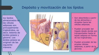 Depósito y movilización de los lípidos
los lípidos
almacenados en
las células
adiposas son
principalmente
triglicéridos, es
decir, ésteres de
ácidos grasos y
glicerol. Los
ácidos grasos se
originan de las
siguiente
manera:
• Son absorbidos a partir
de los alimentos y
dirigidos hacia las
células adiposas.
• Pueden proceder del
hígado desde donde son
transportados hasta el
tejido adiposo en forma
de los triglicéridos.
• Pueden proceder de las
propias células
adiposas, a partir de la
glucosa.
 