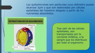 Los quilomicrones son partículas cuyo diámetro puede
alcanzar 3µm y que son elaboradas por células
epiteliales del intestino delgado a partir de los
nutrientes absorbidos.
Tras salir de las células
epiteliales, son
transportados por la
corriente linfática, a la
sangre que los distribuye
por todo el organismo.
 