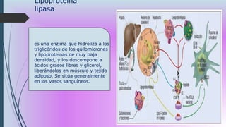 Lipoproteína
lipasa
es una enzima que hidroliza a los
triglicéridos de los quilomicrones
y lipoproteínas de muy baja
densidad, y los descompone a
ácidos grasos libres y glicerol,
liberándolos en músculo y tejido
adiposo. Se sitúa generalmente
en los vasos sanguíneos.
 