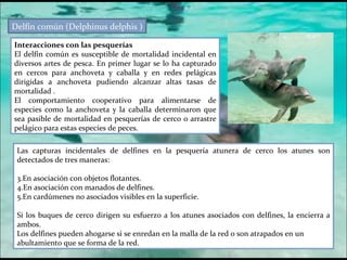 Delfín común (Delphinus delphis ) Interacciones con las pesquerías El delfín común es susceptible de mortalidad incidental en diversos artes de pesca. En primer lugar se lo ha capturado en cercos para anchoveta y caballa y en redes pelágicas dirigidas a anchoveta pudiendo alcanzar altas tasas de mortalidad . El comportamiento cooperativo para alimentarse de especies como la anchoveta y la caballa determinaron que sea pasible de mortalidad en pesquerías de cerco o arrastre pelágico para estas especies de peces. Las capturas incidentales de delfines en la pesquería atunera de cerco los atunes son detectados de tres maneras:  En asociación con objetos flotantes. En asociación con manados de delfines. En cardúmenes no asociados visibles en la superficie.  Si los buques de cerco dirigen su esfuerzo a los atunes asociados con delfines, la encierra a ambos. Los delfines pueden ahogarse si se enredan en la malla de la red o son atrapados en un abultamiento que se forma de la red.  