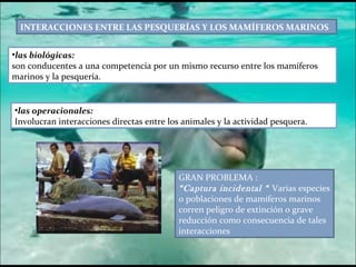 INTERACCIONES ENTRE LAS PESQUERÍAS Y LOS MAMÍFEROS MARINOS las biológicas: son conducentes a una competencia por un mismo recurso entre los mamíferos marinos y la pesquería.  las operacionales:  Involucran interacciones directas entre los animales y la actividad pesquera.  GRAN PROBLEMA : “ Captura incidental “  Varias especies o poblaciones de mamíferos marinos corren peligro de extinción o grave reducción como consecuencia de tales interacciones 