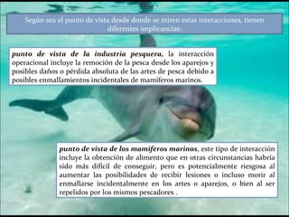 . punto de vista de los mamíferos marinos , este tipo de interacción incluye la obtención de alimento que en otras circunstancias habría sido más difícil de conseguir, pero es potencialmente riesgosa al aumentar las posibilidades de recibir lesiones o incluso morir al enmallarse incidentalmente en los artes o aparejos, o bien al ser repelidos por los mismos pescadores . Según sea el punto de vista desde donde se miren estas interacciones, tienen diferentes implicancias: punto de vista de la industria pesquera,  la interacción operacional incluye la remoción de la pesca desde los aparejos y posibles daños o pérdida absoluta de las artes de pesca debido a posibles enmallamientos incidentales de mamíferos marinos.  