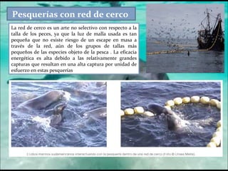 La red de cerco es un arte no selectivo con respecto a la talla de los peces, ya que la luz de malla usada es tan pequeña que no existe riesgo de un escape en masa a través de la red, aún de los grupos de tallas más pequeños de las especies objeto de la pesca . La eficacia energética es alta debido a las relativamente grandes capturas que resultan en una alta captura por unidad de esfuerzo en estas pesquerías Pesquerías con red de cerco  
