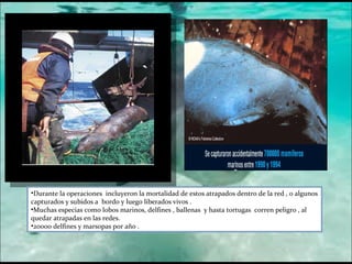 Durante la operaciones  incluyeron la mortalidad de estos atrapados dentro de la red , o algunos capturados y subidos a  bordo y luego liberados vivos . Muchas especias como lobos marinos, delfines , ballenas  y hasta tortugas  corren peligro , al quedar atrapadas en las redes. 20000 delfines y marsopas por año . 
