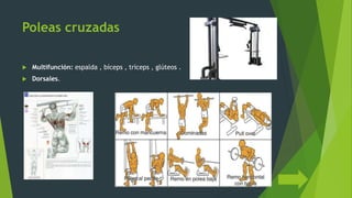 Poleas cruzadas
 Multifunción: espalda , bíceps , tríceps , glúteos .
 Dorsales.
 