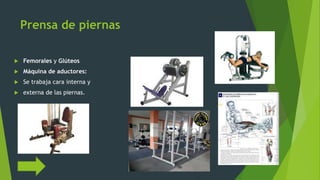 Prensa de piernas
 Femorales y Glúteos
 Máquina de aductores:
 Se trabaja cara interna y
 externa de las piernas.
 