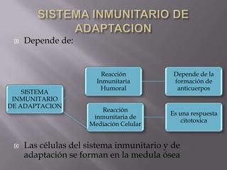  Depende de:
 Las células del sistema inmunitario y de
adaptación se forman en la medula ósea
SISTEMA
INMUNITARIO
DE ADAPTACION
Reacción
Inmunitaria
Humoral
Depende de la
formación de
anticuerpos
Reacción
inmunitaria de
Mediación Celular
Es una respuesta
citotoxica
 