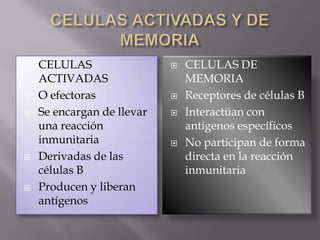  CELULAS
ACTIVADAS
 O efectoras
 Se encargan de llevar
una reacción
inmunitaria
 Derivadas de las
células B
 Producen y liberan
antígenos
 CELULAS DE
MEMORIA
 Receptores de células B
 Interactúan con
antígenos específicos
 No participan de forma
directa en la reacción
inmunitaria
 